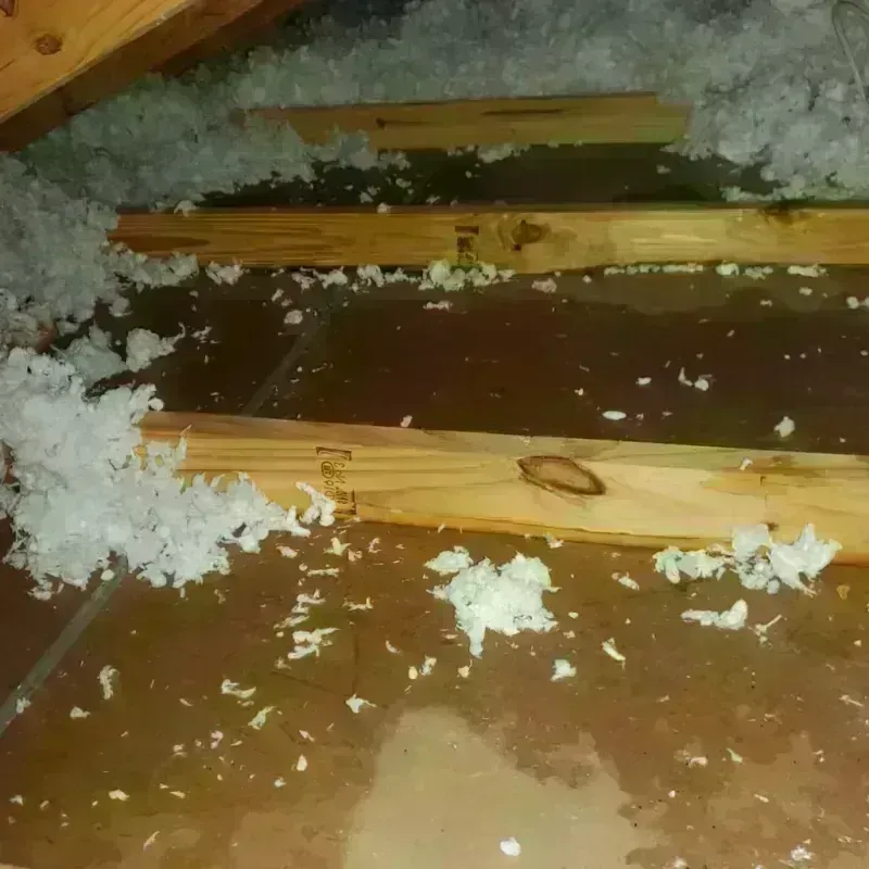 Attic Water Damage in City of Williamsburg, VA