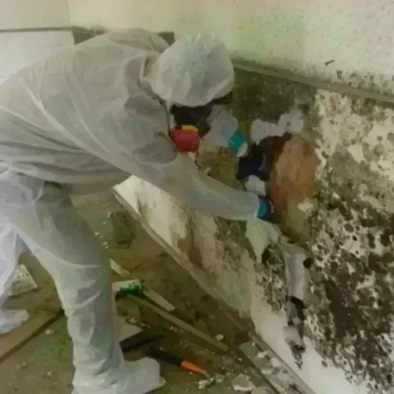 Mold Remediation and Removal in City of Williamsburg, VA